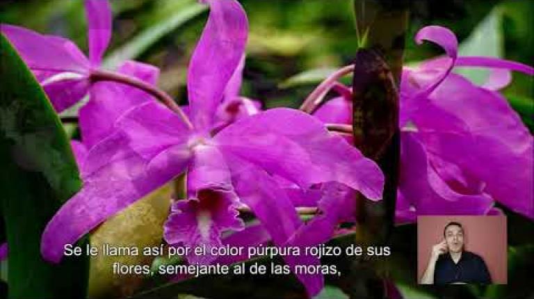 Embedded thumbnail for Símbolos Nacionales: La Guaria Morada