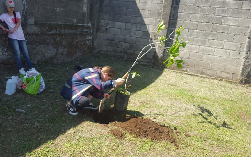 reforestación reforestación