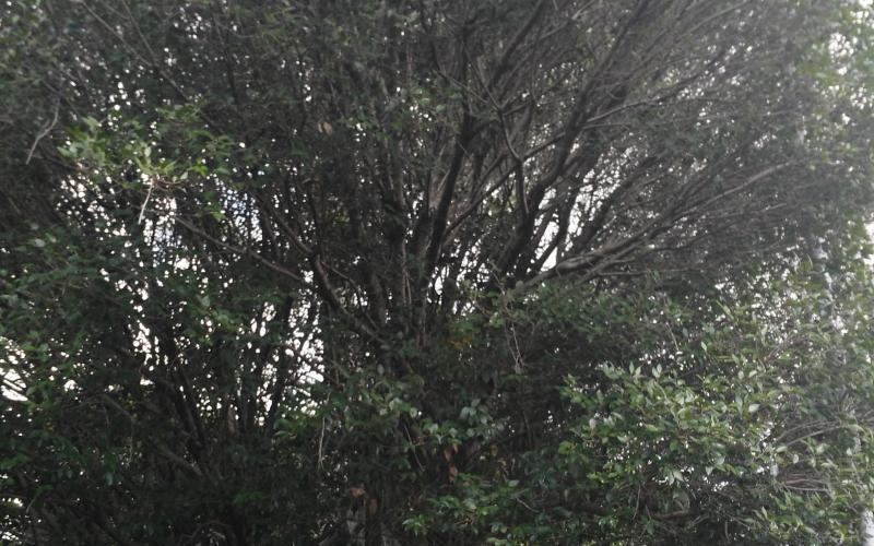 Myrcianthes fragrans