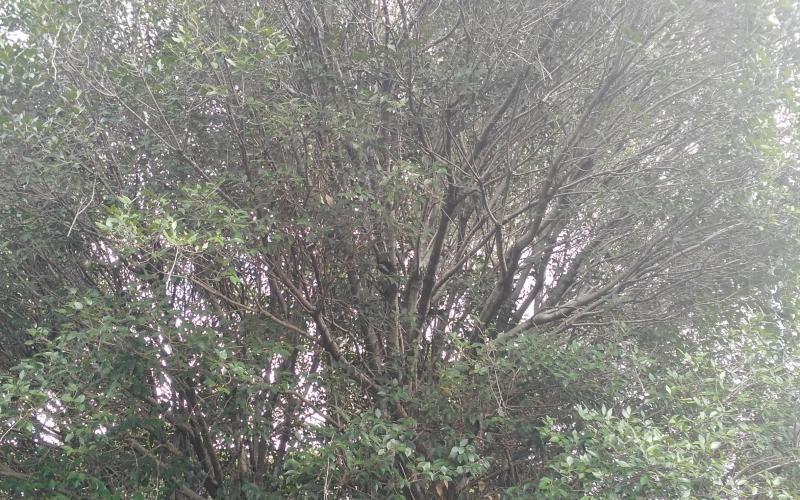 Myrcianthes fragrans