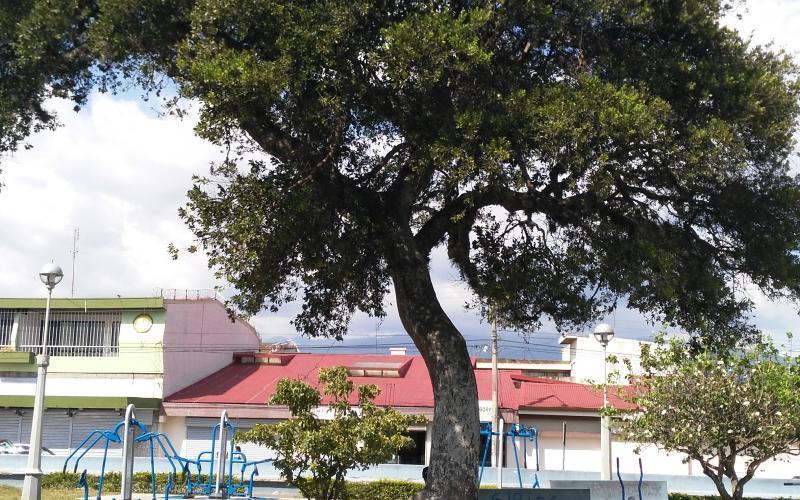 Roupala montana Roupala montana